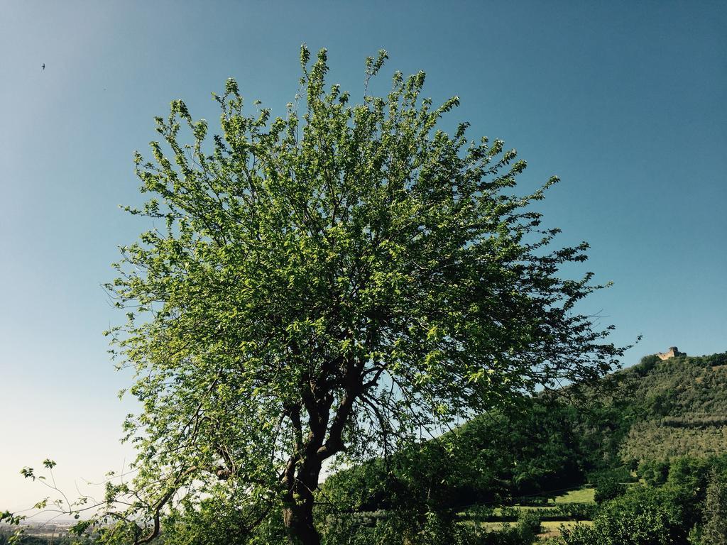 Agriturismo La Vecchia Quercia San Cipriano Picentino Luaran gambar